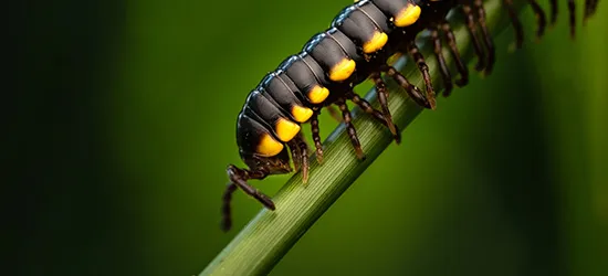 etudes environnement etude de vivant responsive